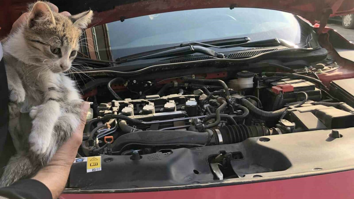 Erzincan’da kedi otomobilin motor kısmına sığındı: Kurtarıldı