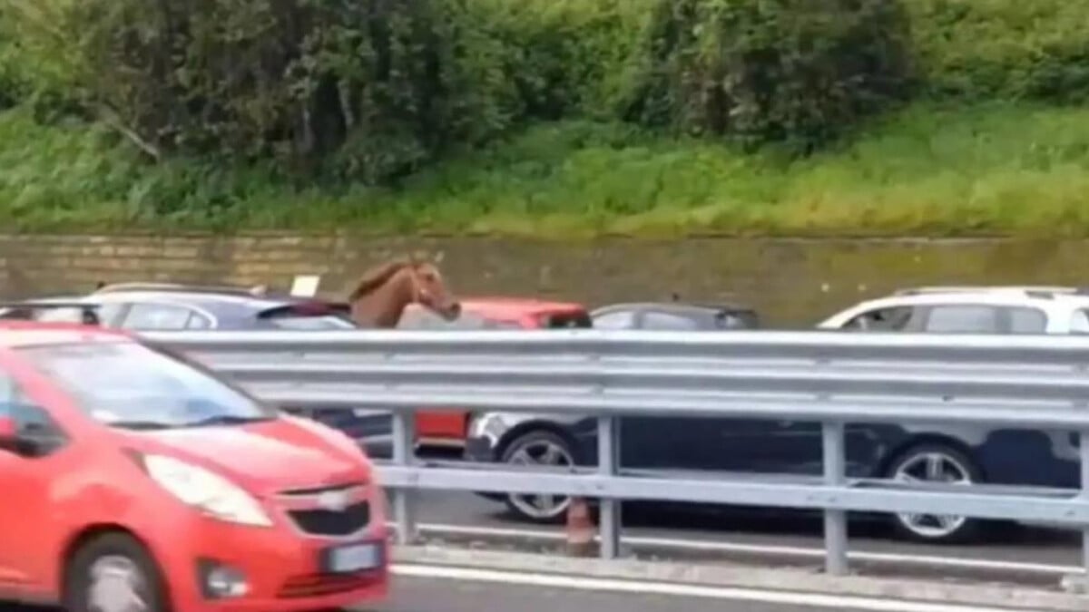 İtalya’da hipodromdan kaçan at trafiği karıştırdı