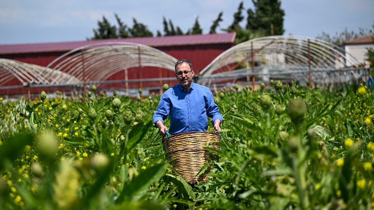 Urla’da enginar festivaline katılan Mehmet Kasapoğlu, hasat yaptı