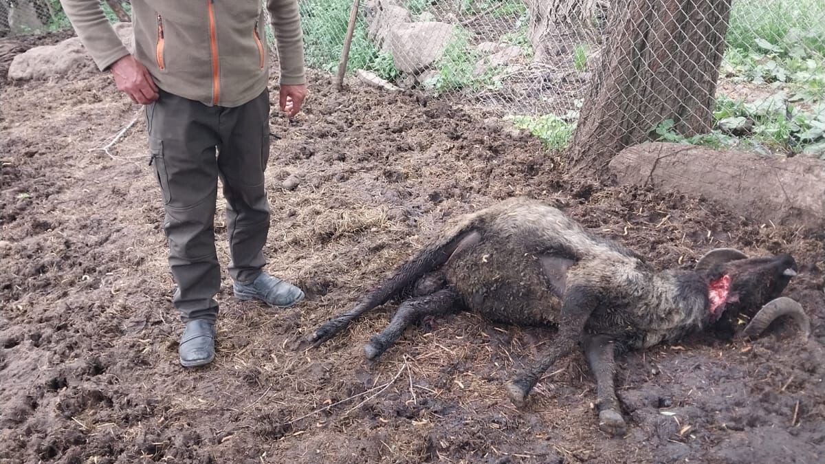 Artvin’de ağıla giren ayı, 20 koyunu öldürdü