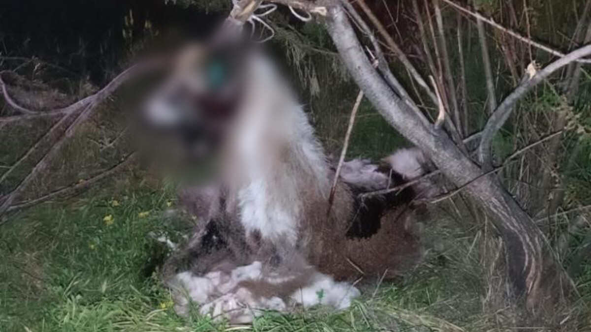 Ankara’da vahşet: 17 köpek ağaca asılmış halde bulundu